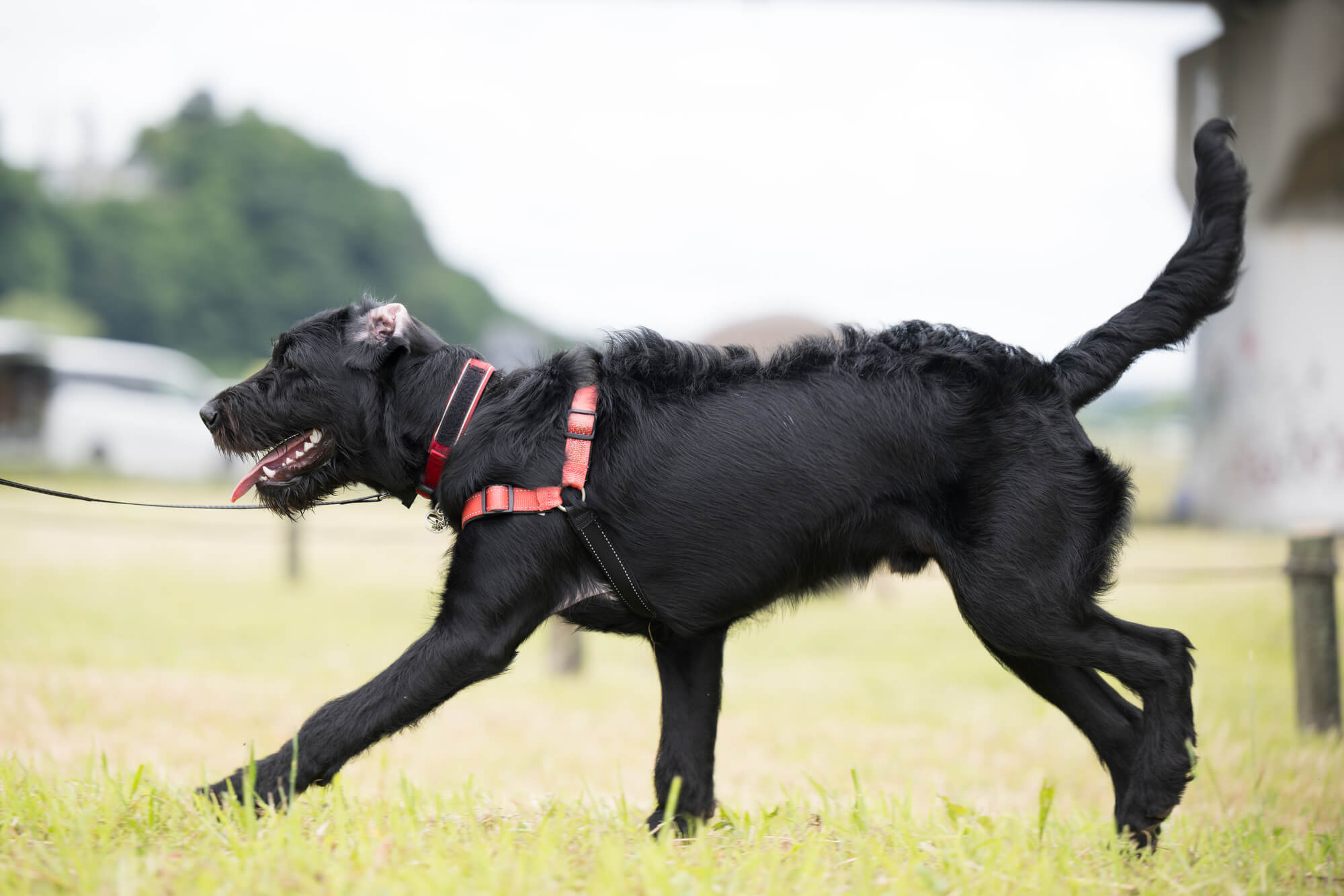 大型犬用ハーネスを選ぶときの基本ポイント